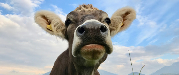 Blog - Die Kuh ist ein prominentes Beispiel